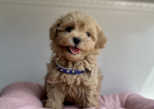 Maltipoo safkan son jenerasyon yavrularımız